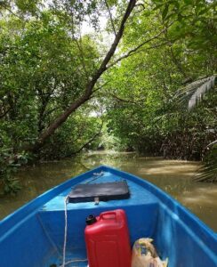 Plants from Mangrove forest